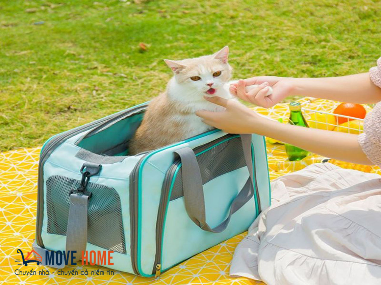 Dịch vụ vận chuyển chó mèo uy tín Move Home